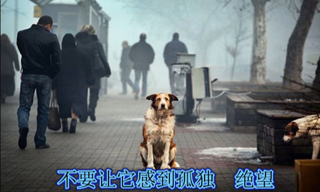 密云密云爱影圈微博微信转发案例